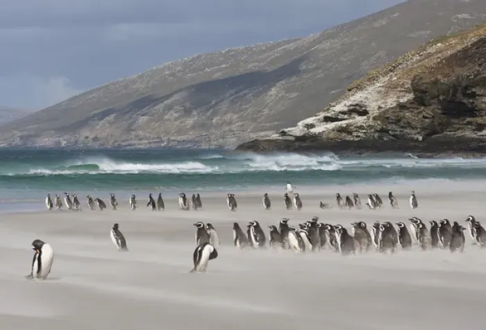 Framed Print : South Atlantic, Falkland Islands, Saunders Island. Magellanic penguins on sandy beach Framed Print : South Atlantic, Falkland Islands, Saunders Island. Magellanic penguins on sandy beach