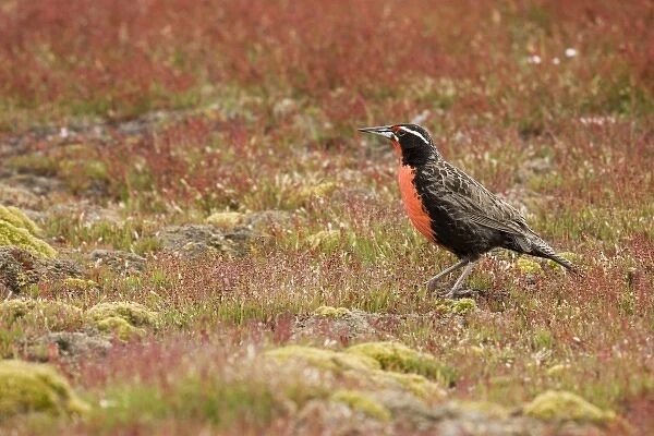South Atlantic, Falkland Islands, New Island. Long-tailed meadowlark in colorful