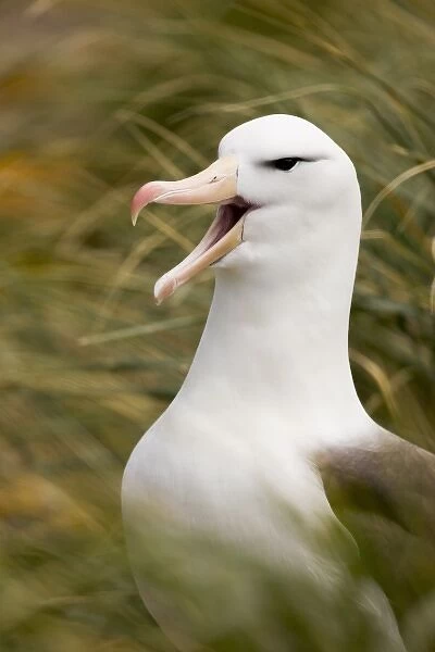 South Atlantic, Falkland Islands, New Island. Black-browed albatross standing guard