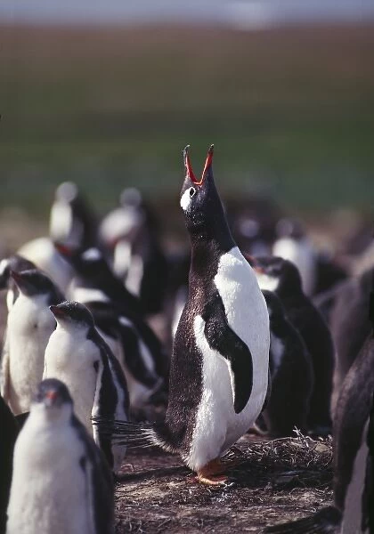 South Atlantic Ocean; Falkland Islands, East Falkland Island. Gentoo Penguins (Pygoscelis