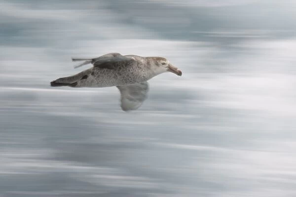 South Atlantic Ocean. A northern giant petrel glides by a tourist boat