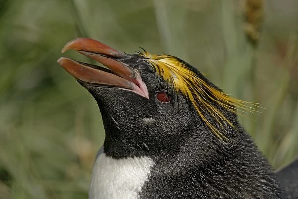South Atlantic Ocean, South Georgia Island, Cooper Bay. Profile of macaroni penguin head