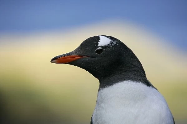 South Atlantic Ocean, South Georgia Island, Stromess Bay. Close-up profile of gentoo penguin