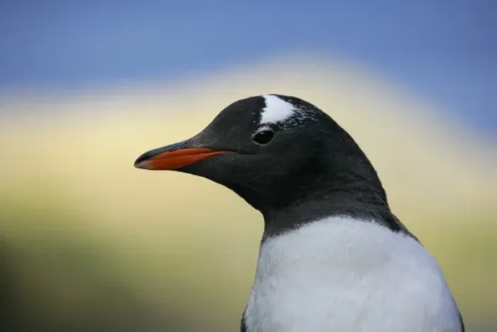 Framed Print : South Atlantic Ocean, South Georgia Island, Stromess Bay. Close-up profile of gentoo penguin