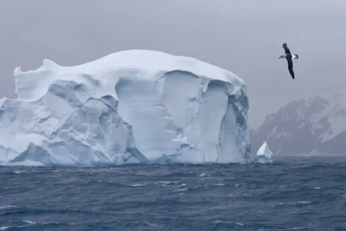 Framed Print : South Atlantic, South Georgia Island. Albatross flies past an iceberg Framed Print : South Atlantic, South Georgia Island. Albatross flies past an iceberg