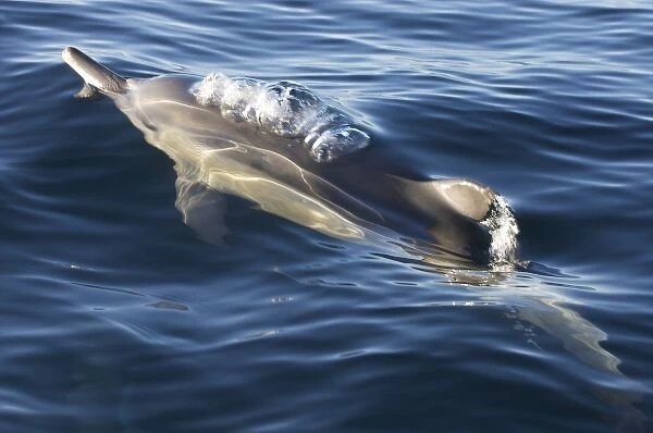 South Cape Town. A bottlenose dolphin comes up for air while swimming alongside a boat