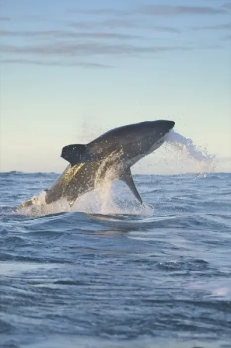 Framed Print : South Cape Town. A great white shark propels himself out of the water, trying to strike