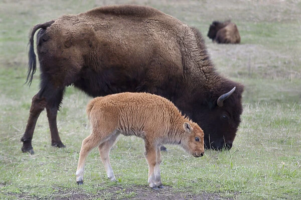 South Dakota, Custer State Park, Bison mother and calf, Bison bison
