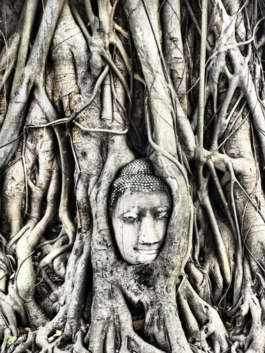 Framed Print : South East Asia, Thailand; Ayutthaya; the head of the sandstone buddha image in roots of bodhi tree Framed Print : South East Asia, Thailand; Ayutthaya; the head of the sandstone buddha image in roots of bodhi tree