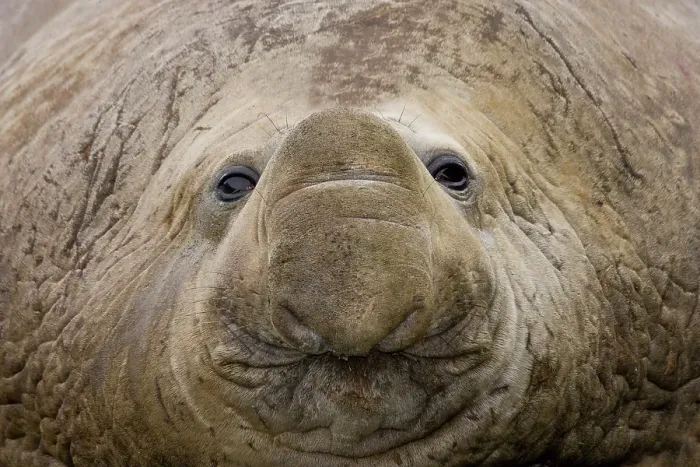 Framed Print : South Georgia, Elsehul Bay. Close-up of adult southern elephant seal face. ©Don Paulson / Jaynes Gallery / DanitaDelimont.com Framed Print : South Georgia, Elsehul Bay. Close-up of adult southern elephant seal face. ©Don Paulson / Jaynes Gallery / DanitaDelimont.com