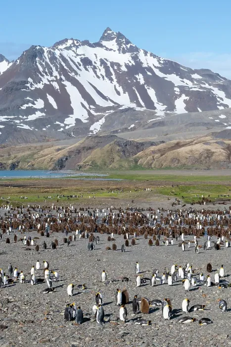 Framed Print : South Georgia, Fortuna Bay. King penguin colony, adults with chicks