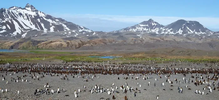 Framed Print : South Georgia, Fortuna Bay. King penguin colony, adults with chicks Framed Print : South Georgia, Fortuna Bay. King penguin colony, adults with chicks