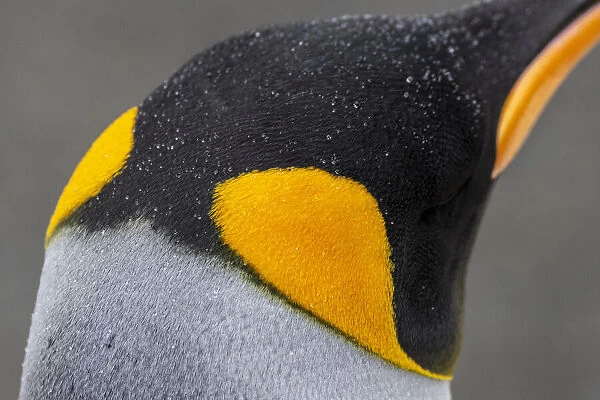 South Georgia, Gold Harbour aka Gold Harbor. Detail of raindrops on King penguin feathers