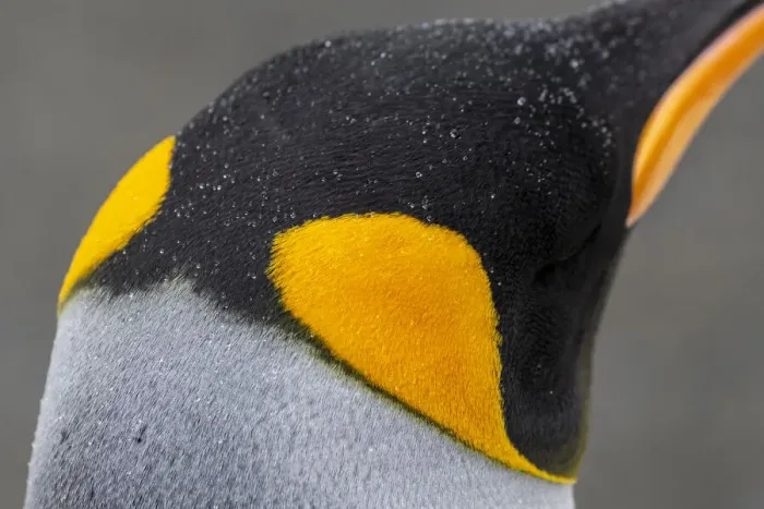 Framed Print : South Georgia, Gold Harbour aka Gold Harbor. Detail of raindrops on King penguin feathers Framed Print : South Georgia, Gold Harbour aka Gold Harbor. Detail of raindrops on King penguin feathers