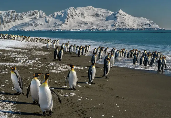 Framed Print : South Georgia Island. Mountains and glaciers of the Salisbury Plain are a spectacular backdrop to photograph king penguins in the surf Framed Print : South Georgia Island. Mountains and glaciers of the Salisbury Plain are a spectacular backdrop to photograph king penguins in the surf