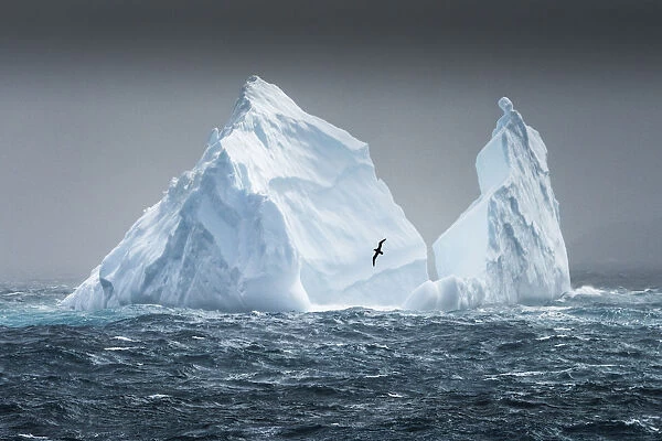 South Georgia Island. Albatross flying past pinnacled iceberg