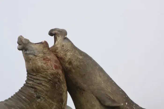 Framed Print : South Georgia Island, Antarctica. Two southern elephant seals square off