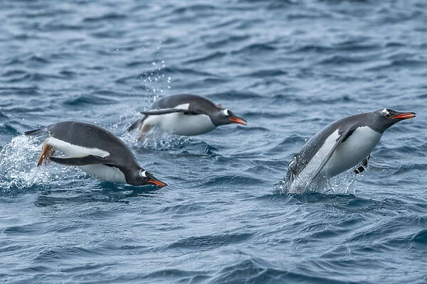 South Georgia Island, Cooper Bay. Gentoo penguins porpoising