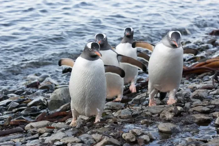 Framed Print : South Georgia Island, Godthul. Gentoo penguins on shore