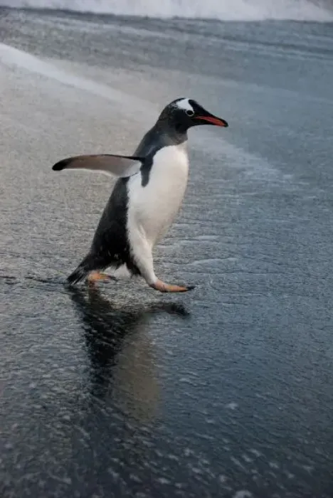Framed Print : South Georgia Island, Gold Harbor. Gentoo penguin on beach (Pygoscelis papua)