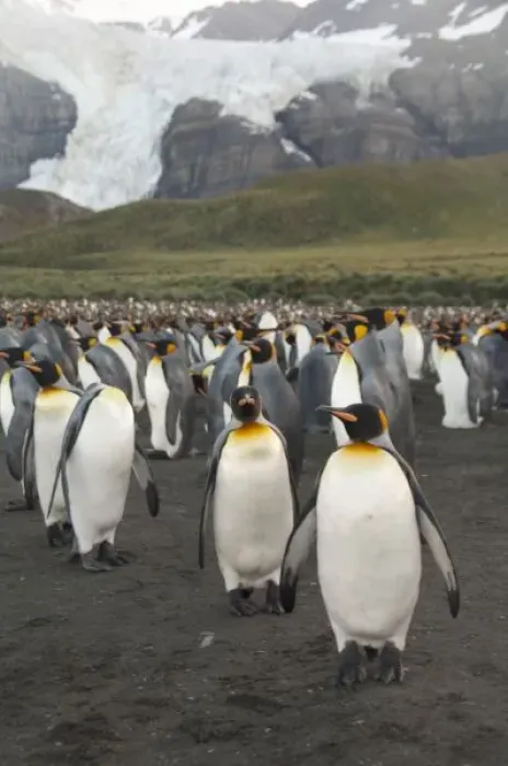 Framed Print : South Georgia Island, Gold Harbor. King penguin (Aptenodytes patagonicus) colony