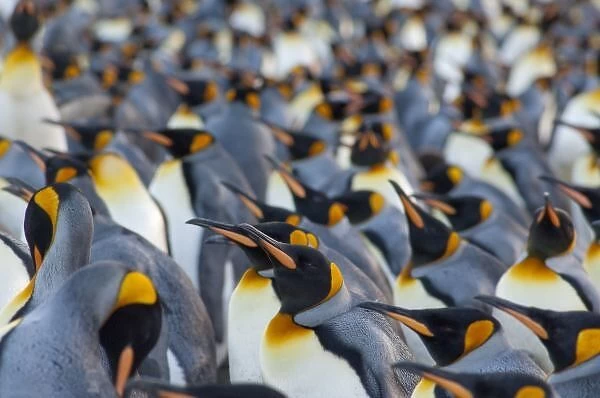 South Georgia Island, Gold Harbor. King penguin (Aptenodytes patagonicus) colony