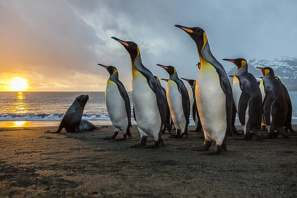 South Georgia Island, Gold Harbour. King penguins and fur seal on beach at sunrise