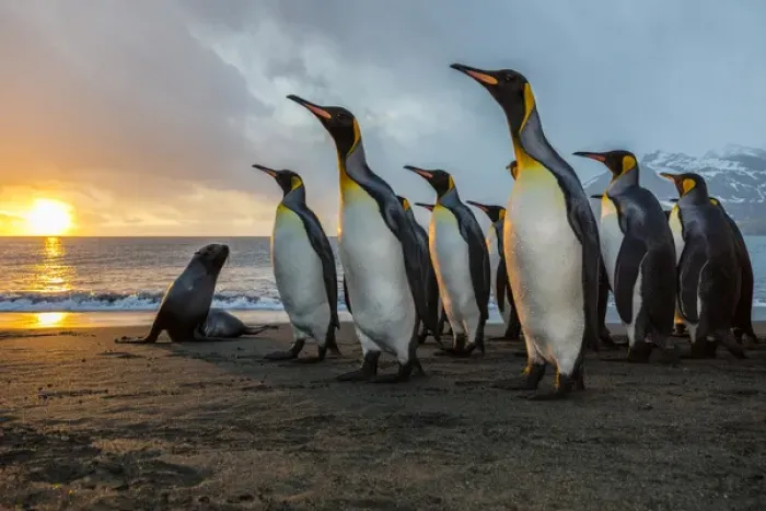 Framed Print : South Georgia Island, Gold Harbour. King penguins and fur seal on beach at sunrise