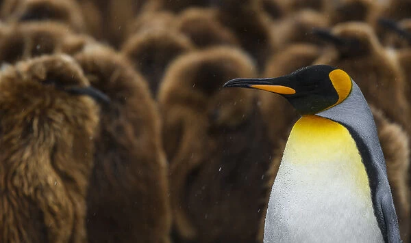 South Georgia Island, Gold Harbour. King penguin colony