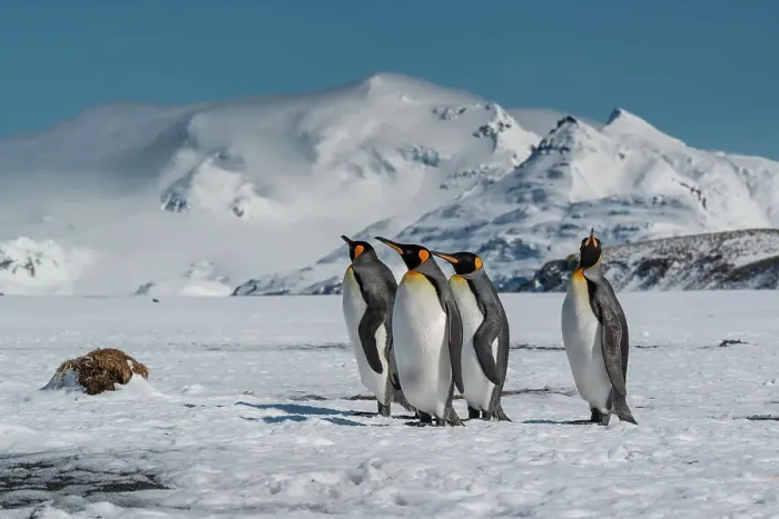Framed Print : South Georgia Island. Group of king penguins walk on snowy shore of Salisbury Plain Framed Print : South Georgia Island. Group of king penguins walk on snowy shore of Salisbury Plain