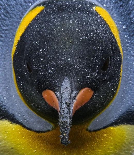 South Georgia Island. King penguin portrait