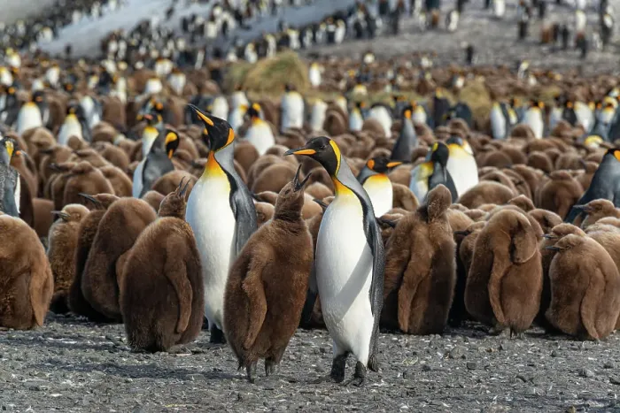 Framed Print : South Georgia Island. King penguins feed and care for their chicks on Salisbury Plain