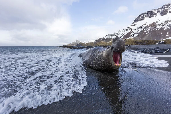 South Georgia Island, Right Whale Bay. Male elephant seal makes dominance call