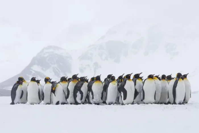 Framed Print : South Georgia Island, Right Whale Bay. Penguins huddle together in snowstorm