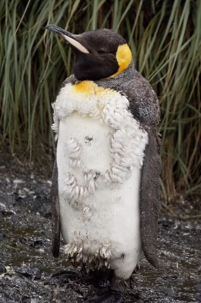 South Georgia Island, Salisbury Plain. King penguin (wild: Aptenodytes patagonicus)
