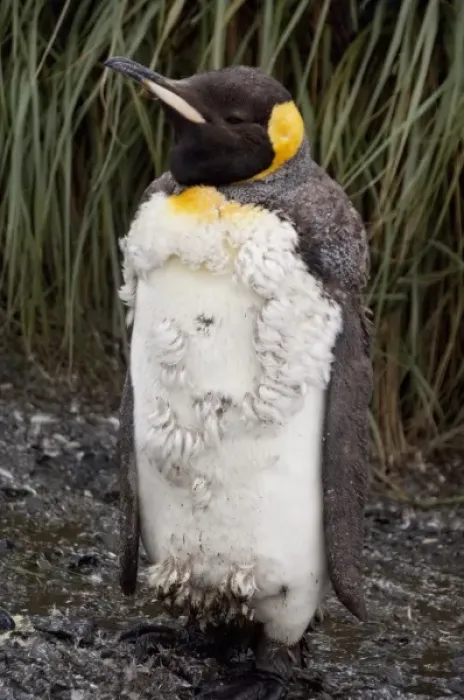 Framed Print : South Georgia Island, Salisbury Plain. King penguin (wild: Aptenodytes patagonicus)