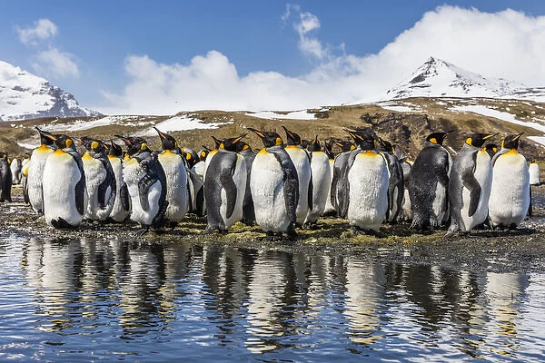 South Georgia Island, Salisbury Plains. Group of molting king penguins reflect in stream