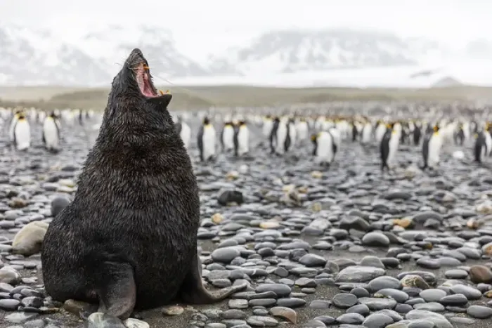 Framed Print : South Georgia Island, Salisbury Plains. Fur seal makes warning call to protect his territory