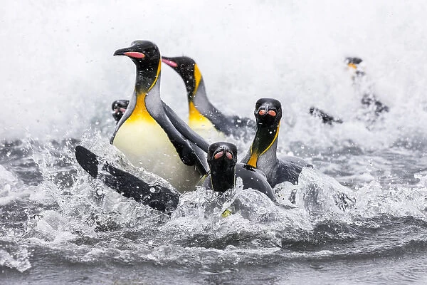 South Georgia Island, Salisbury Plains. Group of king penguins emerge onto shore