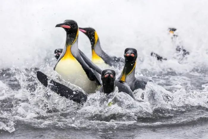 Framed Print : South Georgia Island, Salisbury Plains. Group of king penguins emerge onto shore
