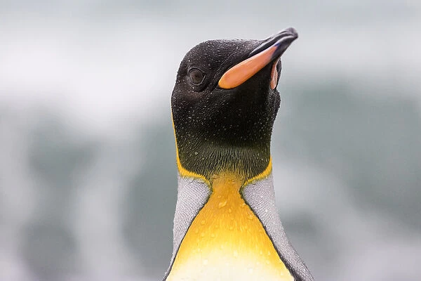 South Georgia Island, Salisbury Plains. King penguin portrait