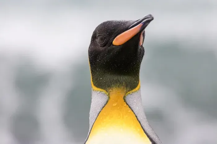 Framed Print : South Georgia Island, Salisbury Plains. King penguin portrait
