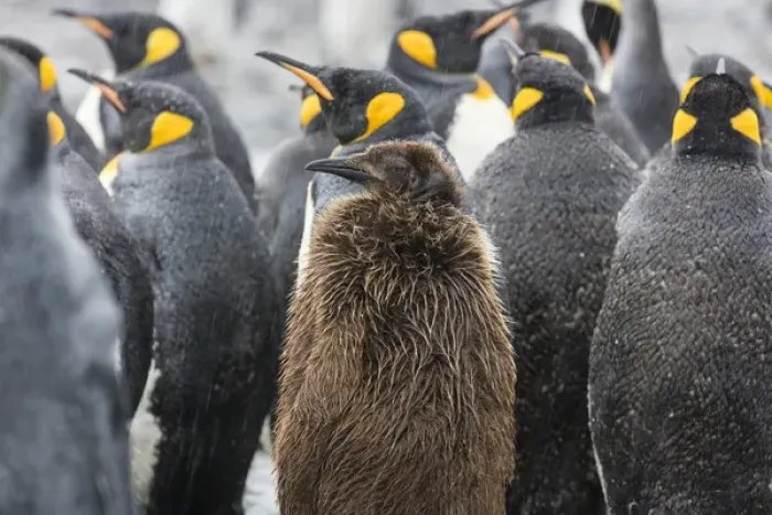 Framed Print : South Georgia Island, Salisbury Plains. A juvenile king penguin among adults in rain