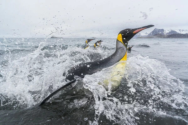 South Georgia Island, Salisbury Plains. King penguins emerge from water onto beach