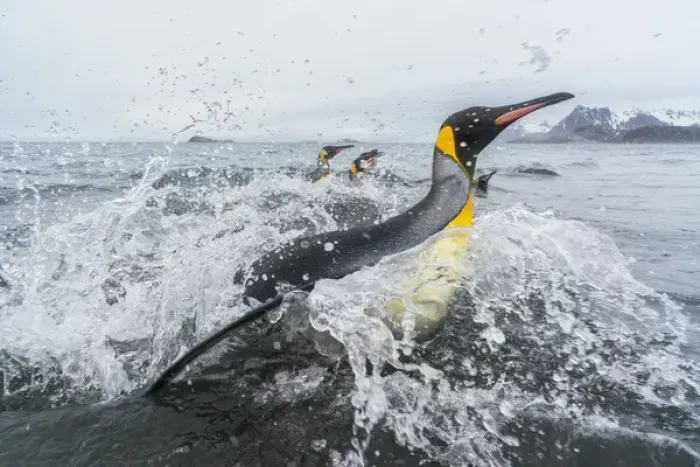 Framed Print : South Georgia Island, Salisbury Plains. King penguins emerge from water onto beach Framed Print : South Georgia Island, Salisbury Plains. King penguins emerge from water onto beach