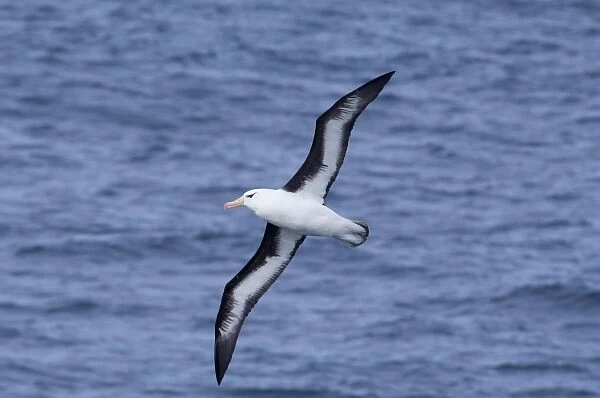 South Georgia Island, Smaaland Cove. Black-browed albatross in flight (Thalassarche melanophris)