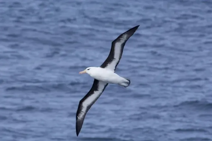 Framed Print : South Georgia Island, Smaaland Cove. Black-browed albatross in flight (Thalassarche melanophris) Framed Print : South Georgia Island, Smaaland Cove. Black-browed albatross in flight (Thalassarche melanophris)