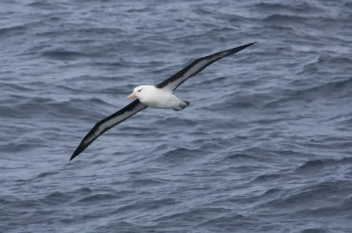 Framed Print : South Georgia Island, Smaaland Cove. Black-browed albatross in flight (Thalassarche melanophris) Framed Print : South Georgia Island, Smaaland Cove. Black-browed albatross in flight (Thalassarche melanophris)