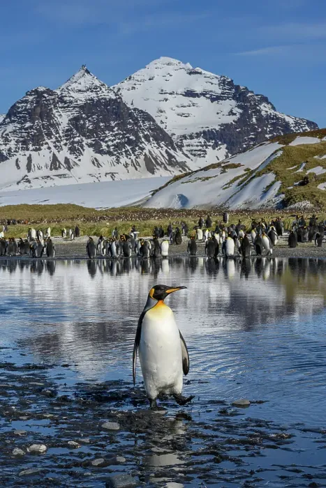 Framed Print : South Georgia Island. Solo king penguin crosses creek on Salisbury Plain