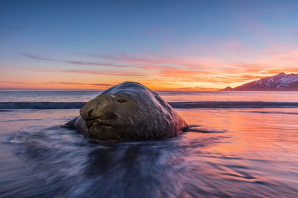 South Georgia Island, St. Andrews Bay. Elephant seal in beach surf at sunrise